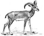 urial (Ovis orientalis vignei)