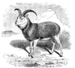 Blanford Urial or Balochistan Urial (Ovis orientalis blanfordi)