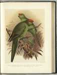 ... red-fronted parakeet (Cyanoramphus novaezelandiae), orange-fronted parakeet (Cyanoramphus malhe...