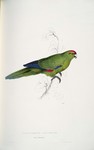 red-fronted parakeet (Cyanoramphus novaezelandiae)