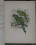 red-fronted parakeet (Cyanoramphus novaezelandiae), yellow-crowned parakeet (Cyanoramphus aurice...