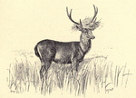 Javan rusa, Sunda sambar (Rusa timorensis)