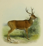 Javan rusa, Sunda sambar (Rusa timorensis)