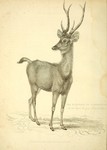 Javan rusa, Sunda sambar (Rusa timorensis)