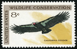 California condor (Gymnogyps californianus)