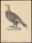 California condor (Gymnogyps californianus)