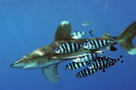 oceanic whitetip shark (Carcharhinus longimanus), pilot fish (Naucrates ductor)