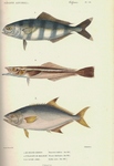 ...pilot fish (Naucrates ductor), cobia or black kingfish (Rachycentron canadum), leerfish or garri
