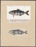 pilot fish (Naucrates ductor)