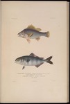 Macquarie perch (Macquaria australasica), pilot fish (Naucrates ductor)