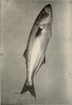 bluefish (Pomatomus saltatrix)