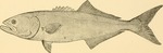 bluefish (Pomatomus saltatrix)