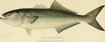 bluefish (Pomatomus saltatrix)