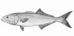 bluefish (Pomatomus saltatrix)