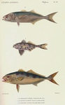 bluefish (Pomatomus saltatrix), man-of-war fish (Nomeus gronovii), greater amberjack (Seriola du...