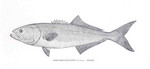bluefish (Pomatomus saltatrix)