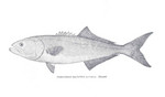 bluefish (Pomatomus saltatrix)