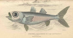 bluefish (Pomatomus saltatrix)