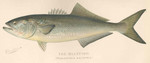 bluefish (Pomatomus saltatrix)