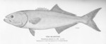 bluefish (Pomatomus saltatrix)