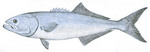 bluefish (Pomatomus saltatrix)