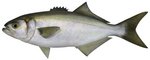 bluefish (Pomatomus saltatrix)