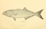 bluefish (Pomatomus saltatrix)