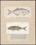 bluefish (Pomatomus saltatrix)