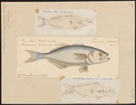 bluefish (Pomatomus saltatrix)