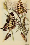 Old World swallowtail, common yellow swallowtail (Papilio machaon)