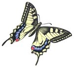 Old World swallowtail, common yellow swallowtail (Papilio machaon)
