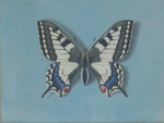 Old World swallowtail, common yellow swallowtail (Papilio machaon)