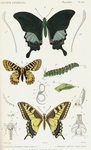 ...(Zerynthia polyxena), common yellow swallowtail (Papilio machaon)