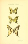 common yellow swallowtail (Papilio machaon), southern scarce swallowtail (Iphiclides feisthameli...
