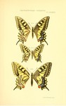 Old World swallowtail, common yellow swallowtail (Papilio machaon)