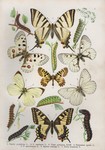 ...on yellow swallowtail (Papilio machaon), southern festoon (Zerynthia polyxena), Apollo butterfly