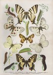 ... (Parnassius apollo), clouded Apollo (Parnassius mnemosyne), black-veined white (Aporia crataegi...