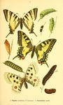 scarce swallowtail (Iphiclides podalirius), common yellow swallowtail (Papilio machaon), Apollo ...