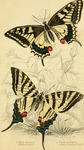 common yellow swallowtail (Papilio machaon), scarce swallowtail (Iphiclides podalirius)