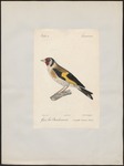 European goldfinch (Carduelis carduelis)