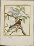 European goldfinch (Carduelis carduelis)