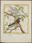 European goldfinch (Carduelis carduelis)