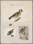 European goldfinch (Carduelis carduelis)