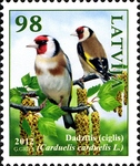 European goldfinch (Carduelis carduelis)