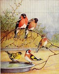 Eurasian bullfinch (Pyrrhula pyrrhula), European goldfinch (Carduelis carduelis)