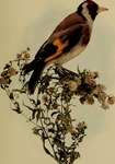 European goldfinch (Carduelis carduelis)