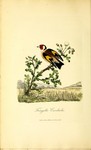 European goldfinch (Carduelis carduelis)