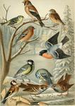 Eurasian siskin (Spinus spinus), hawfinch (Coccothraustes coccothraustes), common linnet (Linari...