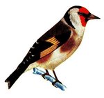 European goldfinch (Carduelis carduelis)