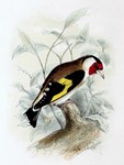 European goldfinch (Carduelis carduelis)